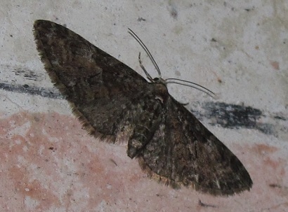 Eupithecia cfr. abbreviata